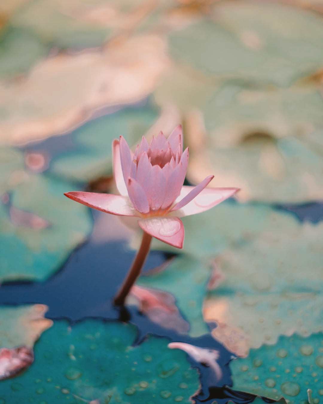 IPC Modelo Oficial (9)